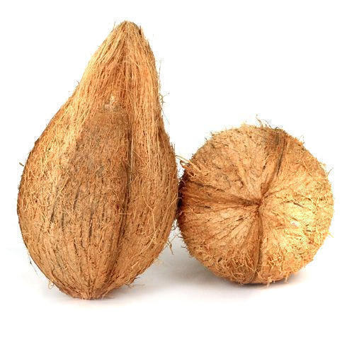 Fresh Semi Husked Coconut Fresh Semi Husked Coconut