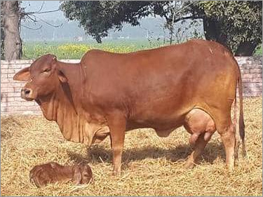 Sahiwal Cow