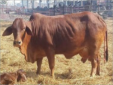 Dry Sahiwal  Cow