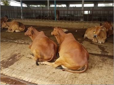 Indian Breed Sahiwal Cow