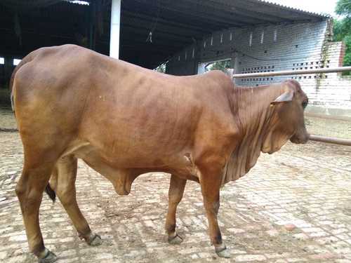 Sahiwal Desi Cow