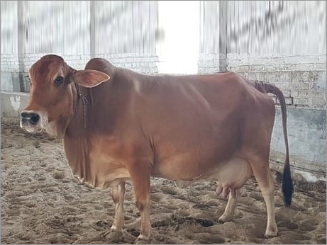 High Yield Sahiwal Cow