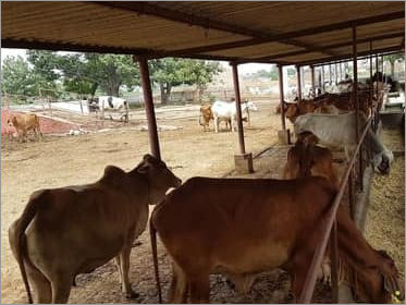 Indigenous Sahiwal Cow