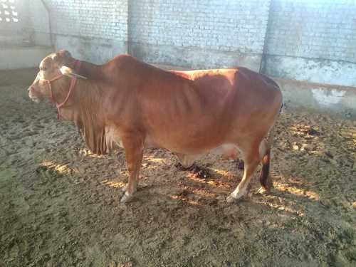 Pure Sahiwal Breed Cow