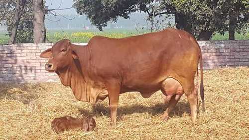 Brown Sahiwal Cow