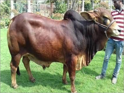 Sahiwal Bull