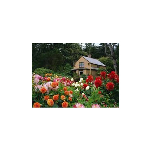 Outdoor Garden Plants