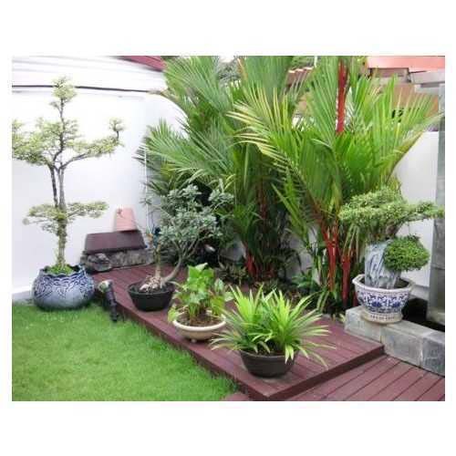 Terrace Garden Plants