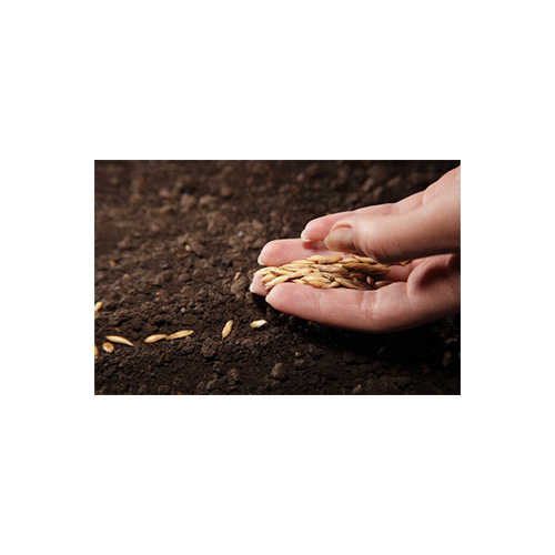 Flower Seeds