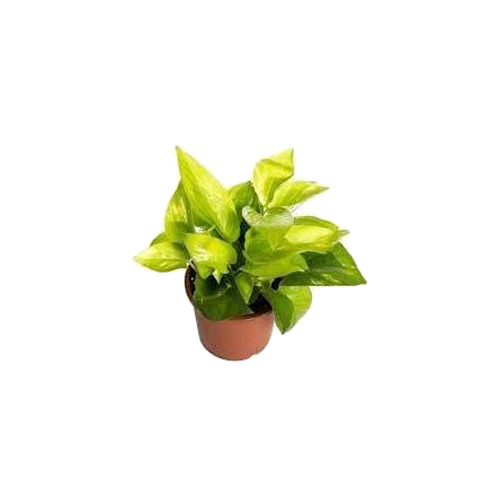 Artificial Plant Rental Services
