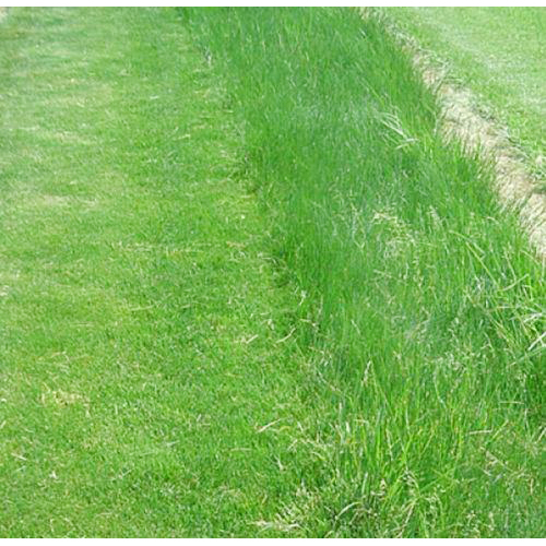 Natural Grass