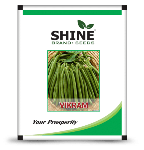 Bush Beans - Vikram Seed Purity: 98%