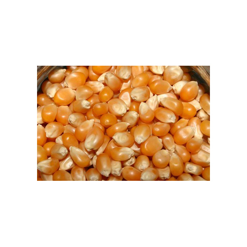 Maize Suppliers, Makka Exporters, Manufacturers