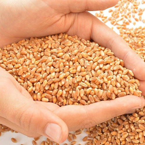 Brown Wheat