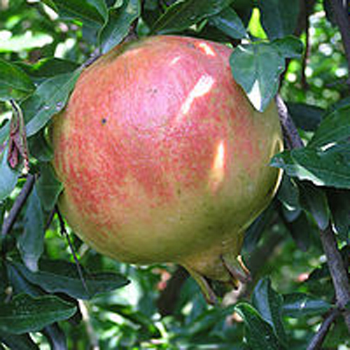 Fresh Ganesh Pomegranate
