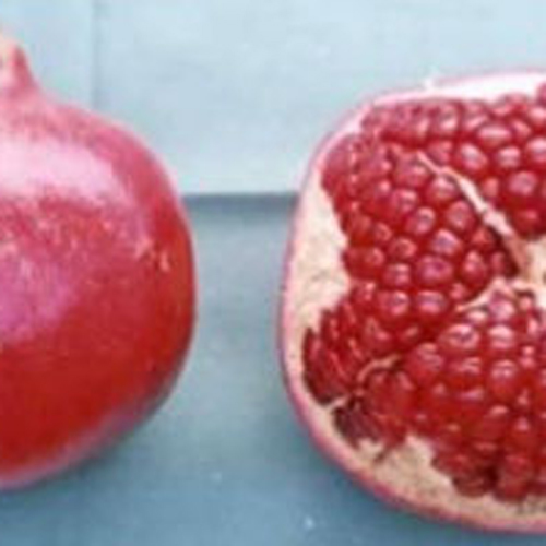 Fresh Mridula Pomegranate