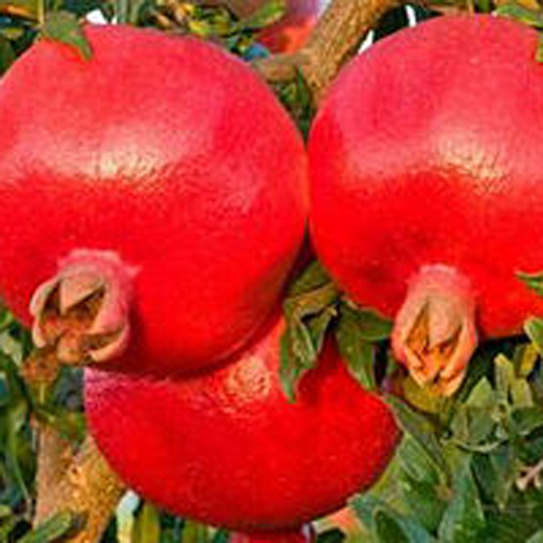 Fresh Ruby Pomegranate