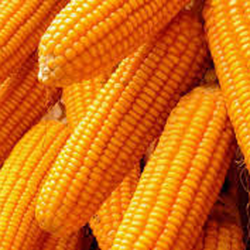 Raw Maize