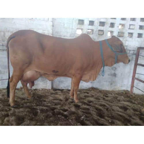 Pure Sahiwal Cow In India