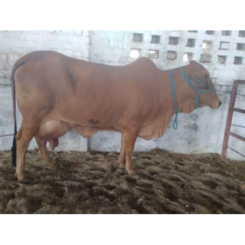 Dairy Sahiwal Cow