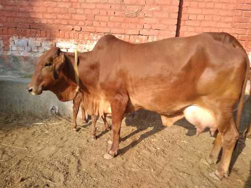 Pure Breed Sahiwal Cow