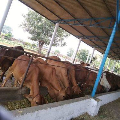 Indian Sahiwal Cow