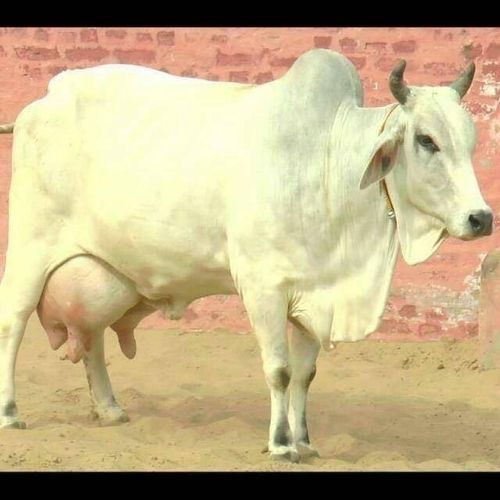 Haryanvi Desi Cow