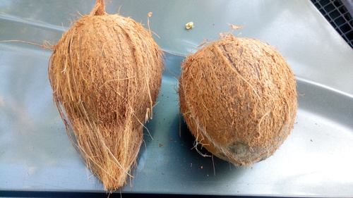 Husked Coconuts