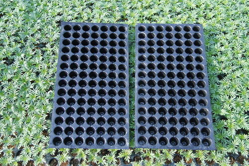 Pro Seedling Trays - Plastic Material, Large Greenhouse Size, 2-5 mm Film Length , 0.2-25 mm Film Thickness