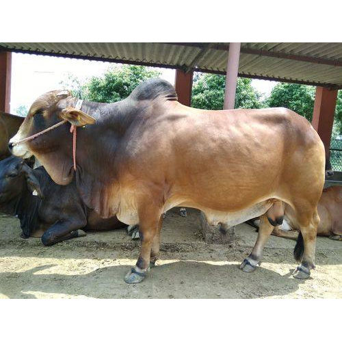 Pure Sahiwal Bull By SAHIWAL DAIRY FARM