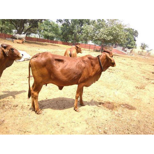 Pure Sahiwal Cow in Karnal