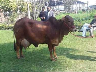 Sahiwal Cow breeder in Karnal