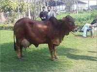 Reprodutor da vaca de Sahiwal em Karnal