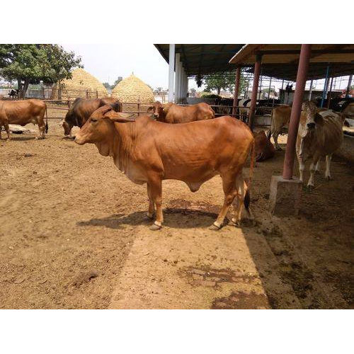 Sahiwal Cow Farm in Karnal