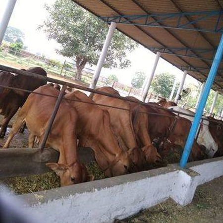 Sahiwal Cow Farm