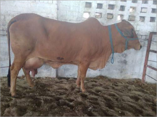 Sahiwal Cow In Karnal