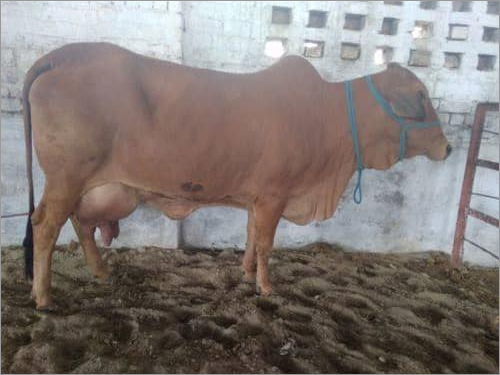 Sahiwal Cow in Karnal
