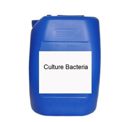 Bacterial Culture aerobic