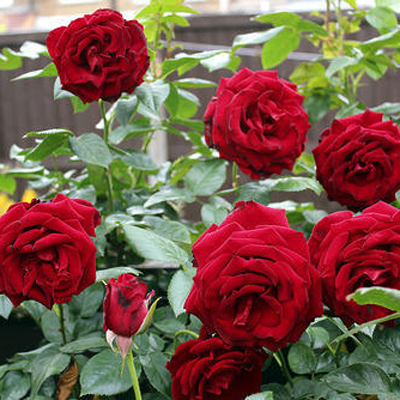 Ooty Rose