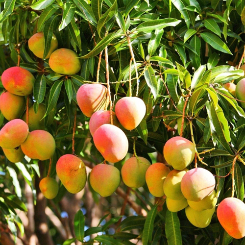 Organic Mango