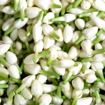 Jasmine flower
