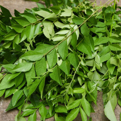 Curry And leaves