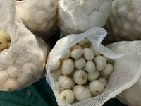 Fresh White Onion - Raw, Whole, 25-80 Mm Sizes | A-grade Quality, Sweet Flavor, Standard Packing For Global Supply