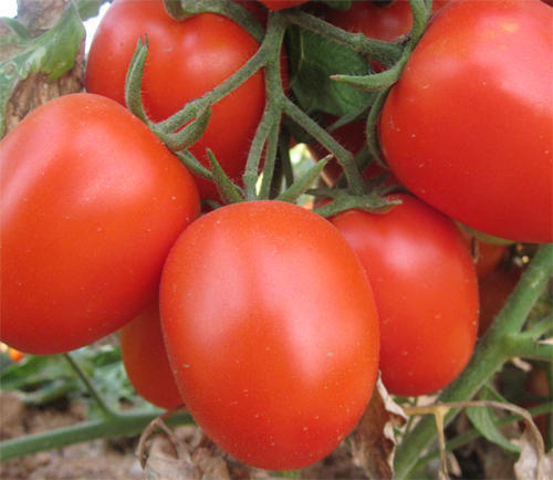 Tomato - F1 Dragon Seeds