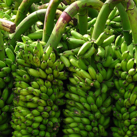 Fresh Green Banana