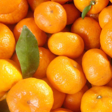 Fresh Oranges