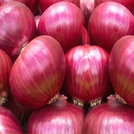 Fresh Red Onion