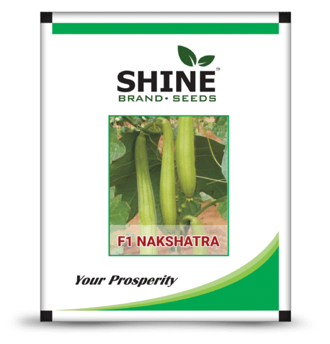 Sponge Gourd - F1 Nakshatra Seed Purity: 99%