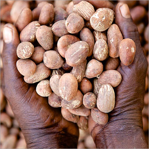 Shea Nut Shea Nut Manufacturers, Suppliers & Dealers