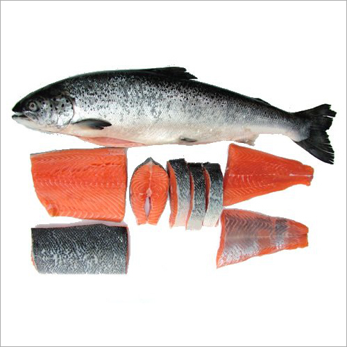 Fresh Fish, Fresh Fish Suppliers, Wholesalers and Exporters